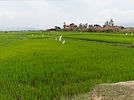 Reisfelder bei Qui Nhon