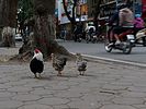 Hanoi