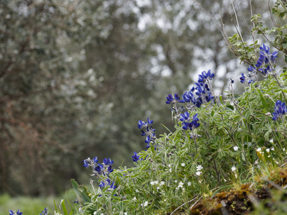 Frühling auf Kreta: Lupinus pilosus – behaarte Lupine