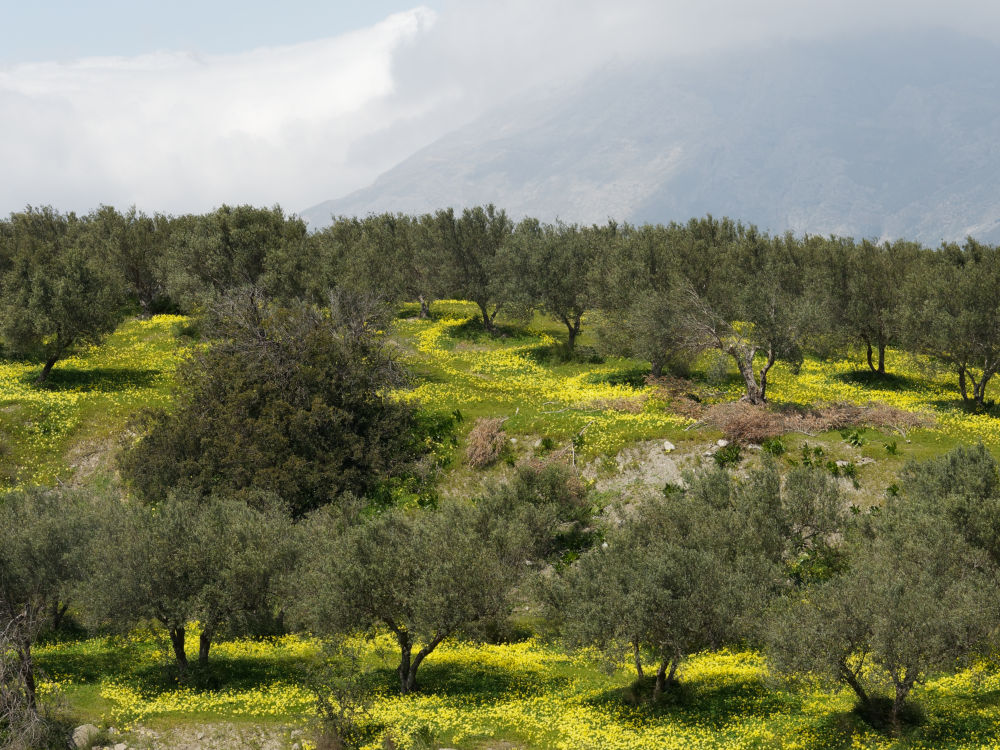 Kreta im Frühling: Oxalis pes-caprae – nickender Sauerklee