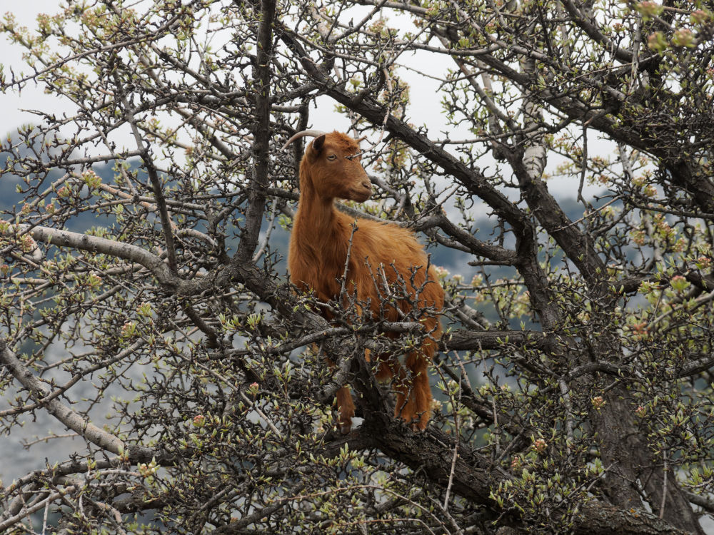 Kreta im Frühjahr: Ziege in einem Baum