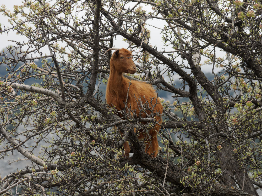Kreta im Frühjahr: Ziege in einem Baum