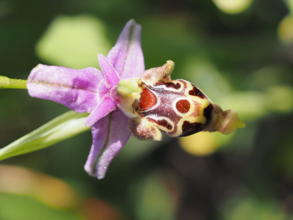 Frühling auf Kreta: Ophrys heldreichii – Heldreichs Ragwurz