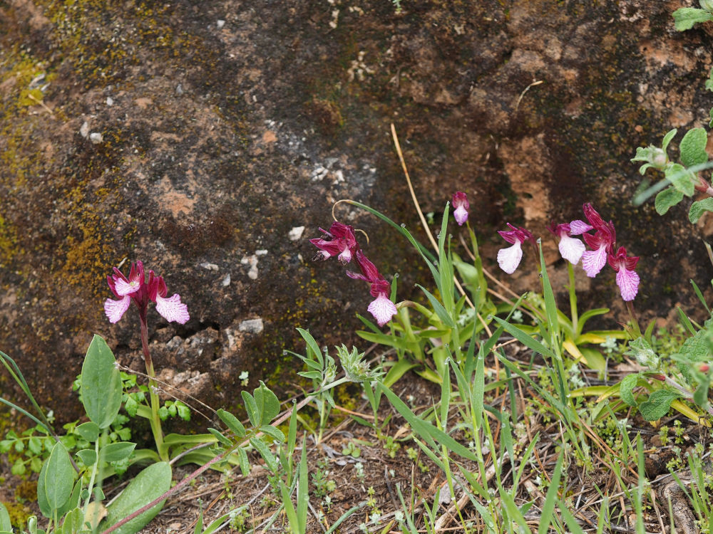 Frühling auf Kreta: Anacamptis papilionacea - Schmetterlings-Knabenkraut 