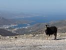 Bucht von Katapola mit Dreimaster und Ziege - Amorgos