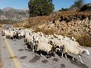 Kreta im September - Schafherde in den Bergen