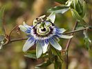 Kreta im September - Passiflora / Passionsblume