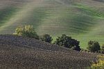 Montepulciano  Pienza und Umgebung / Toskana / Italien